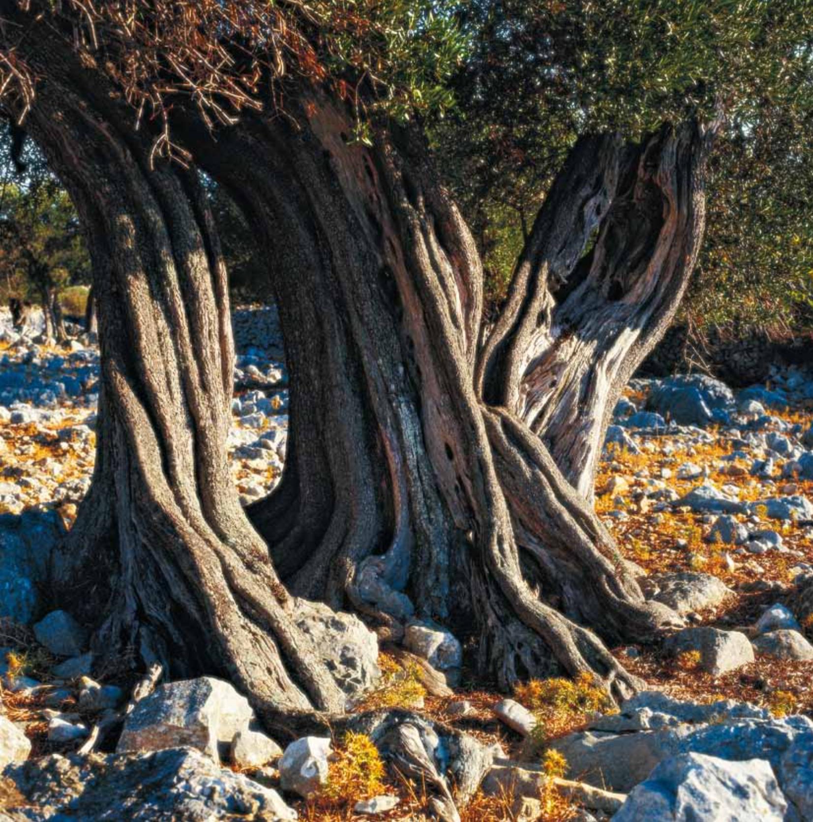 Croatia image