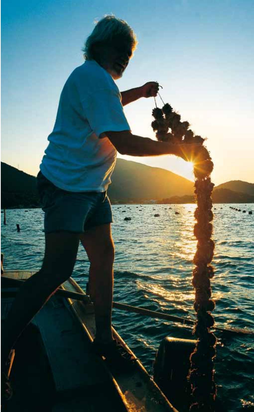 or dried fish roe from mullet or sea bass is a long known speciality from Pelješac
