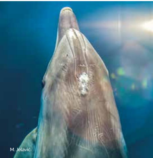 Marine image