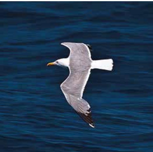 Marine image