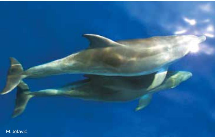 Marine image