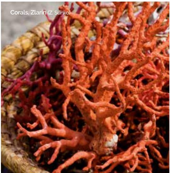 Marine image
