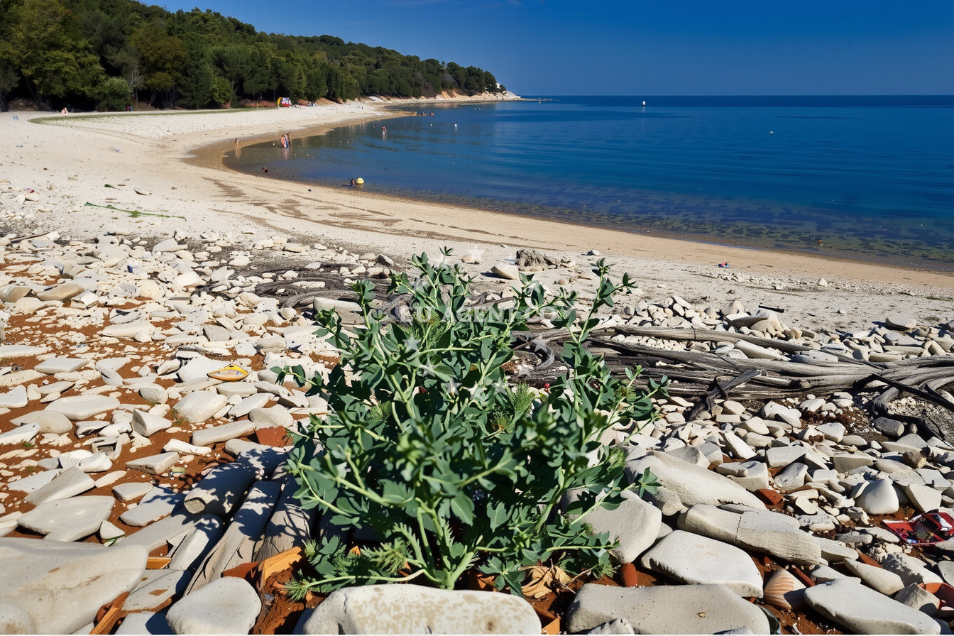 Additional view of Jadranka buoy field in Jetty on the island Veli Brijun, Istria and Kvarner, Croatia photo 6