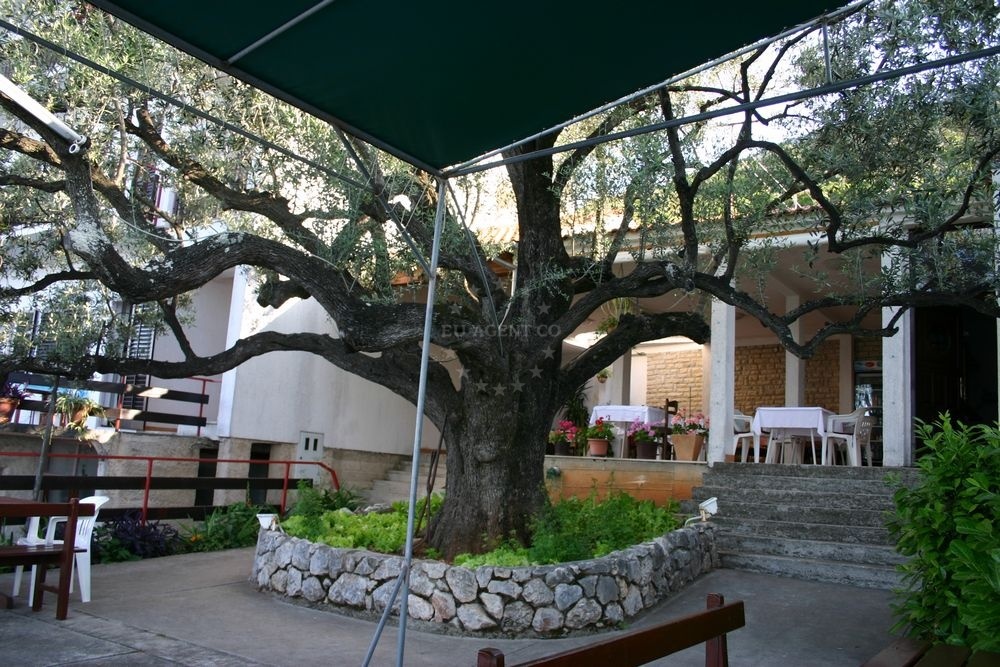 Historic olive tree on the terrace of Alen Restaurant