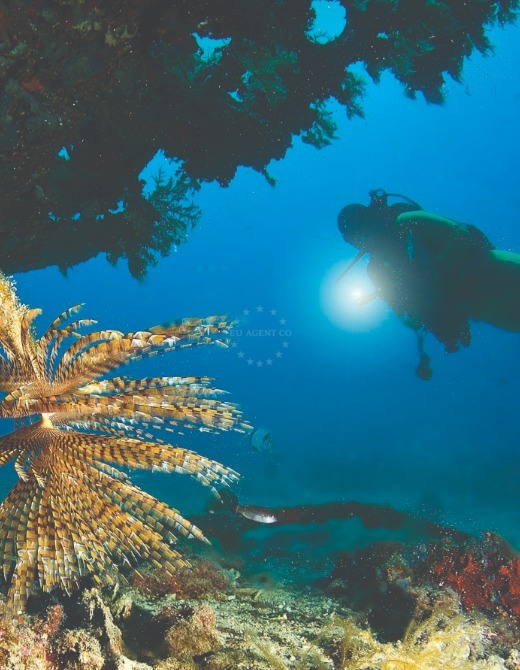 The diver, Adriatic Sea