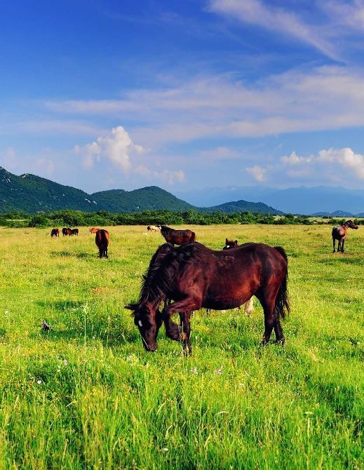 Horses, Croatia