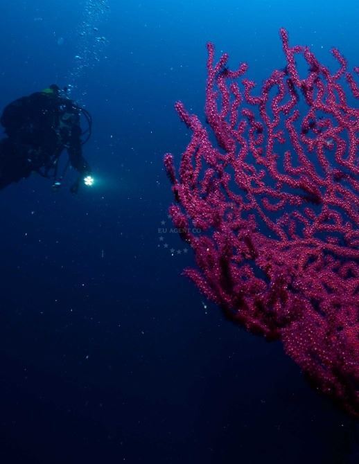 Diving around the island of Lastovo