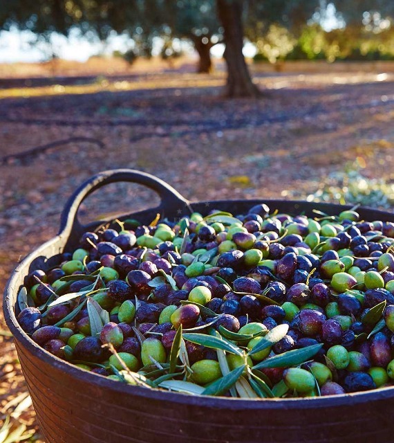 Olives