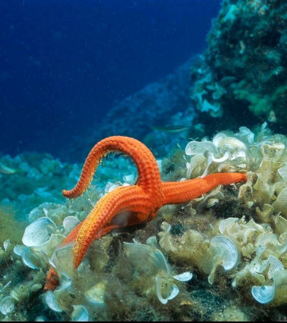 Starfish, Adriatic Sea