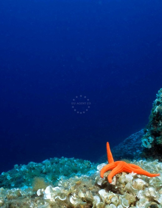 Starfish, Adriatic Sea