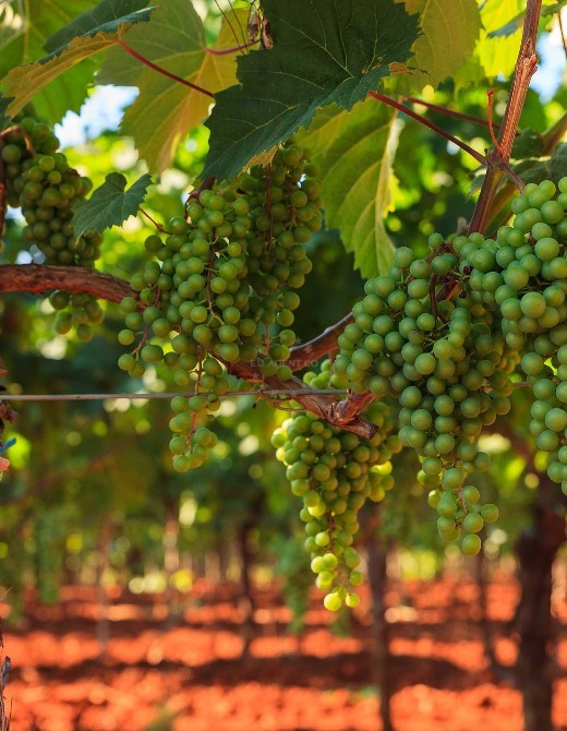 Istrian Malvasia