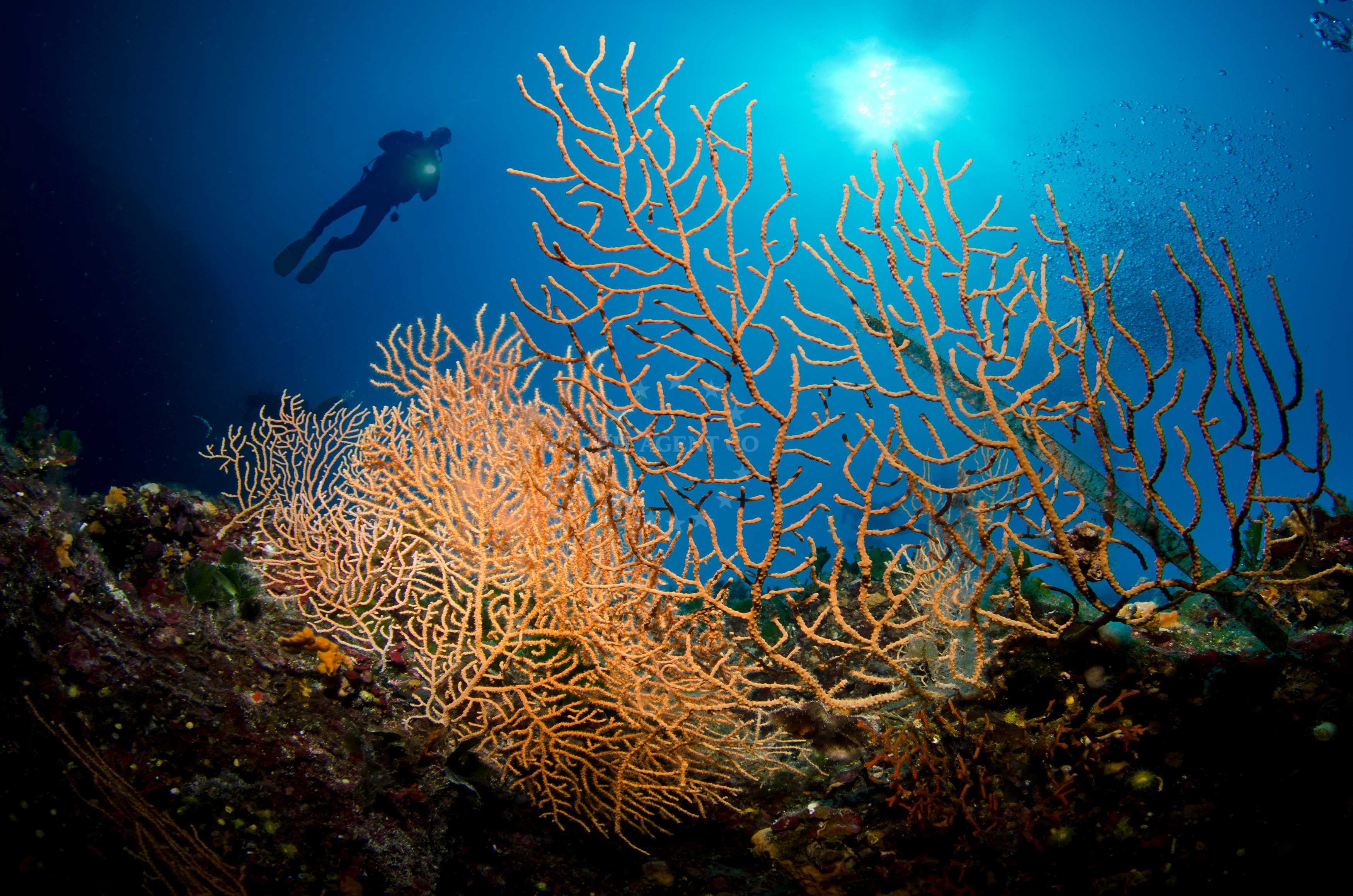 Diving in Croatia - Treasures of the Adriatic | EUAGENT