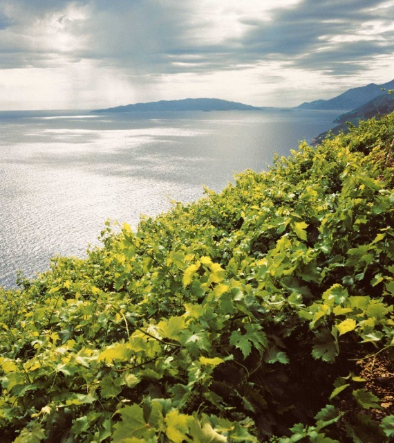 Croatian Wines and Vineyards with Long History | EUAGENT