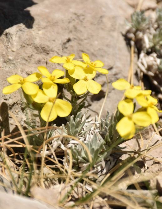 Flora diversity in Croatia | EUAGENT