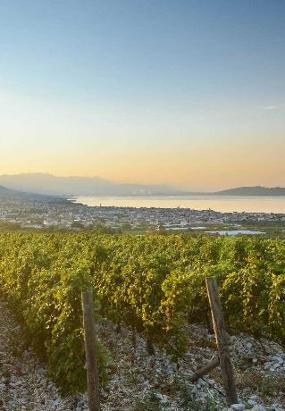 Zinfandel - wine story with an history I EUAGENT | EUAGENT