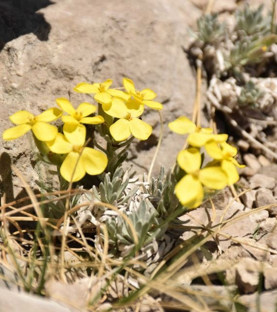 Velebit degenia