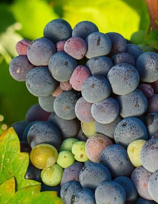 Zinfandel - wine story with an history I EUAGENT | EUAGENT
