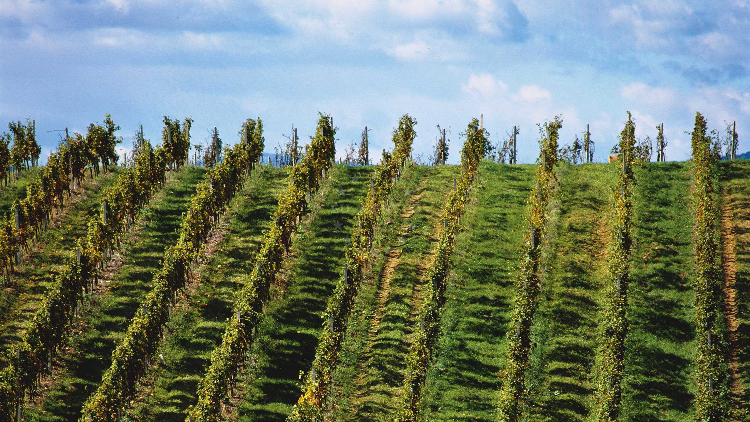 Vineyard, Jastrebarsko