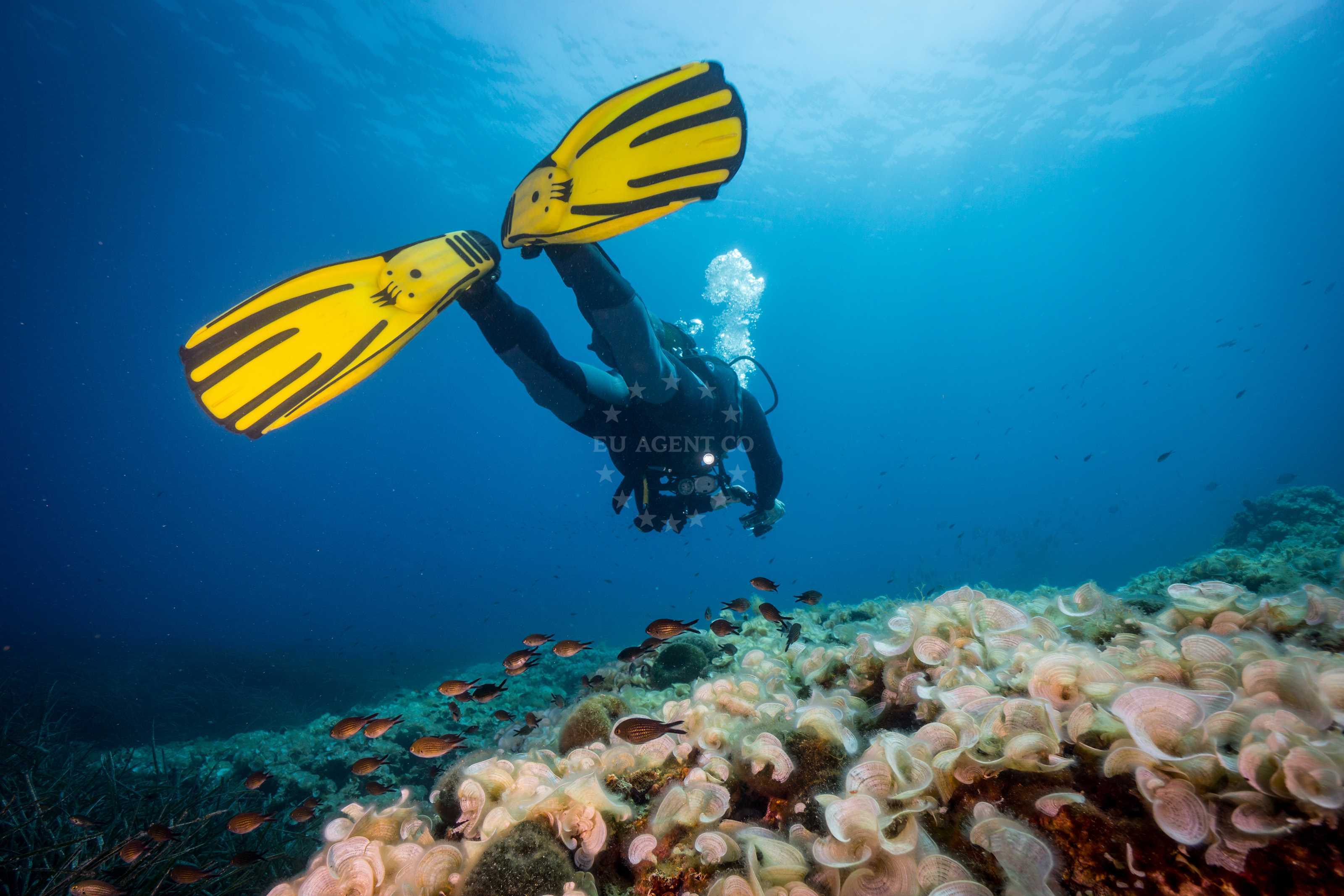 What to Bring When Diving? | EUAGENT