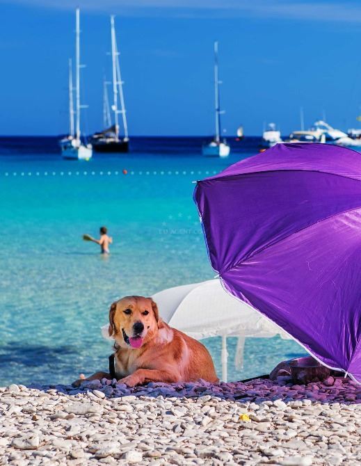 Most Beautiful Dog-Friendly Beaches in Croatia | EUAGENT