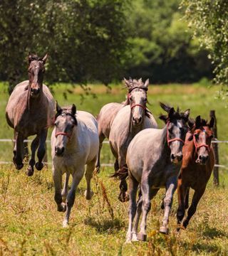 Experience Croatia on Four Legs - in the Saddle | EUAGENT