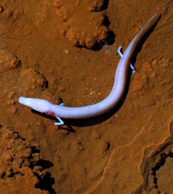 olm