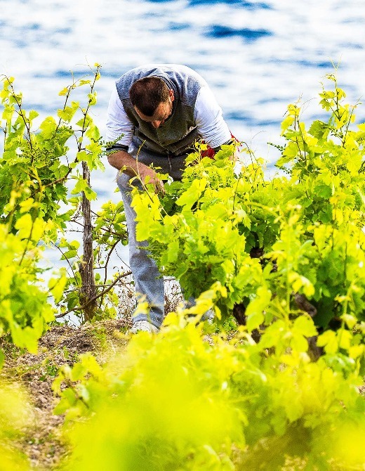 Bogdanuša: Dalmatian White Wine Variety | EUAGENT