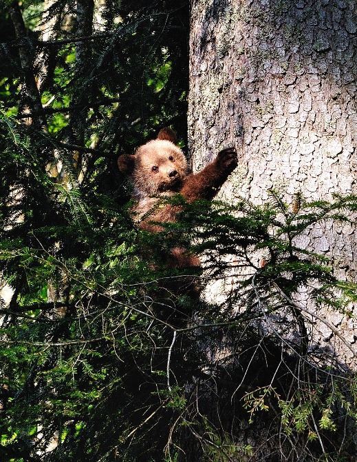 Famous animals and plants in Croatia | EUAGENT
