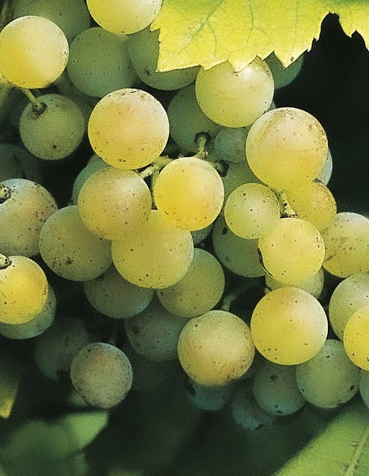 Grapes