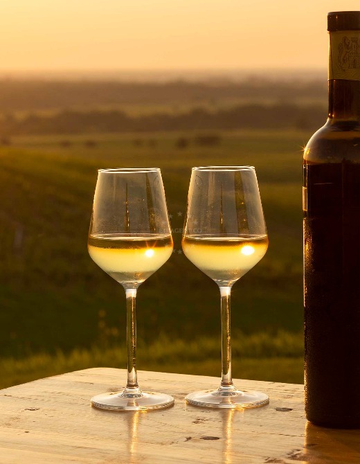 Traminer - Aromatic and sweet white wine | EUAGENT