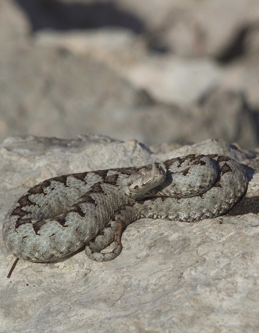 Viper
