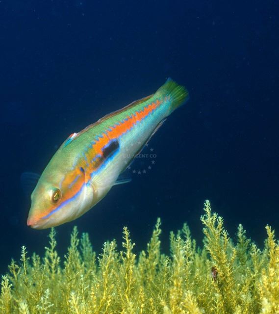 Fish Prince, Adriatic Sea