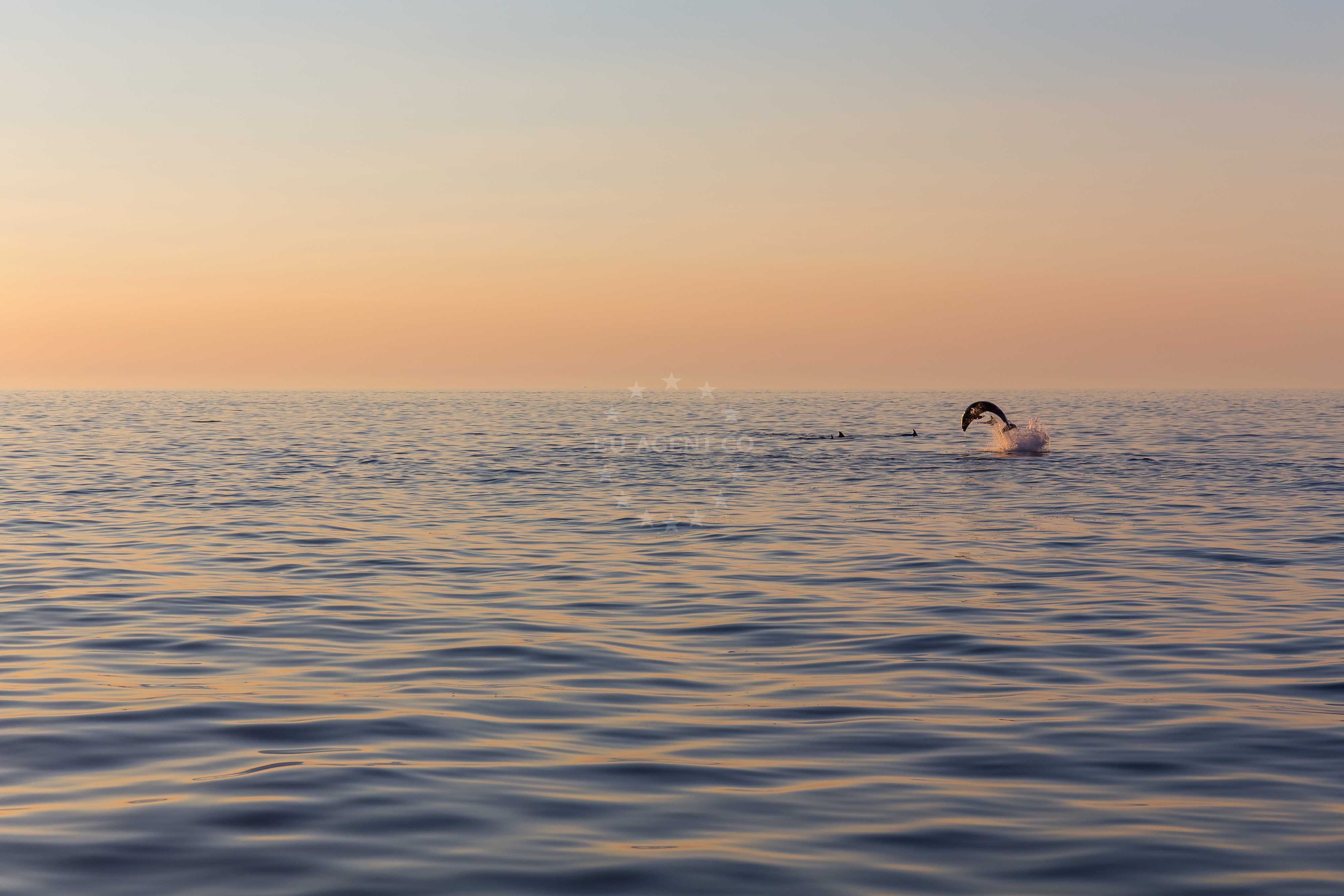 Dolphin, Adriatic sea
