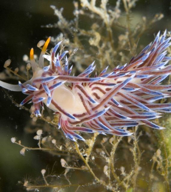 Shallow & Deep Adriatic Diving | EUAGENT
