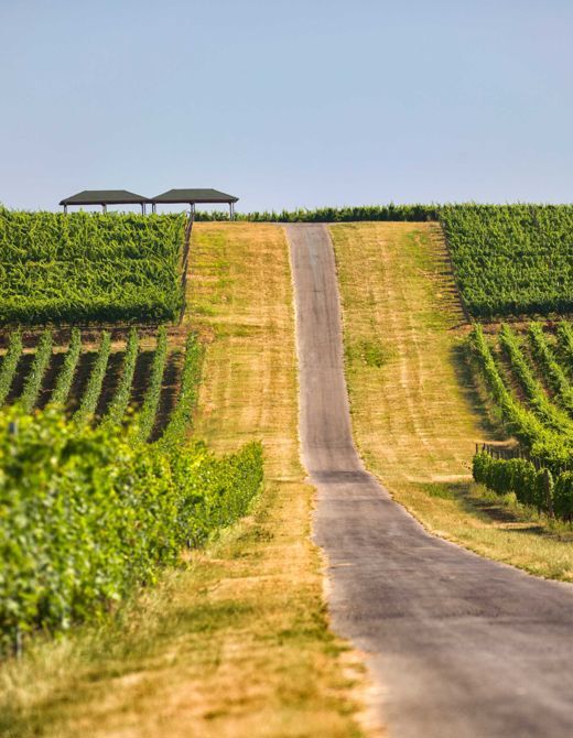 Croatian Wines: 4 Facts You Must Know | EUAGENT