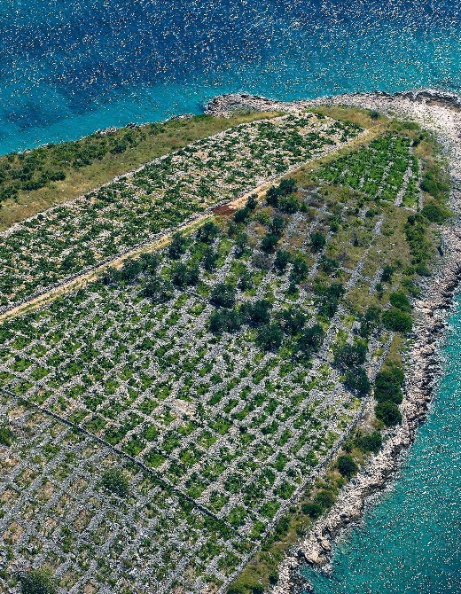 Primošten vineyards
