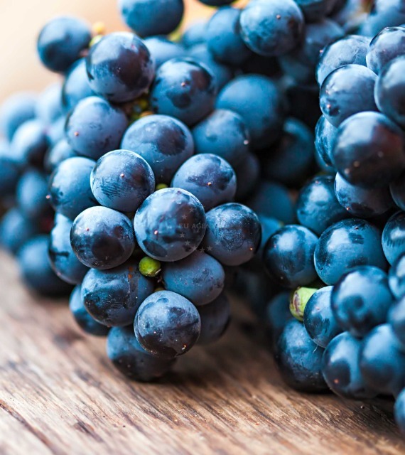 Native Croatian Wines and Zinfandel Roots | EUAGENT