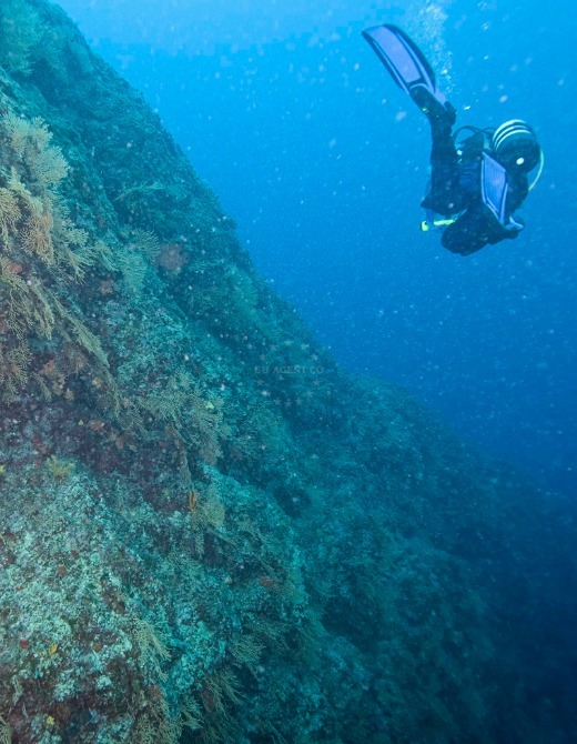 Diving, Adriatic Sea