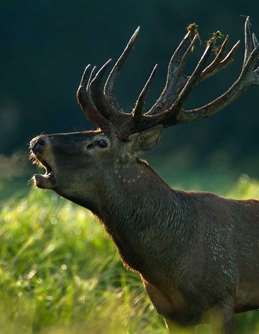 Unique animals species in Croatia | EUAGENT