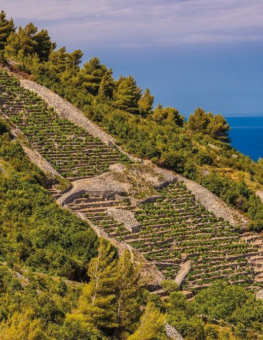 Native Croatian Wines and Zinfandel Roots | EUAGENT