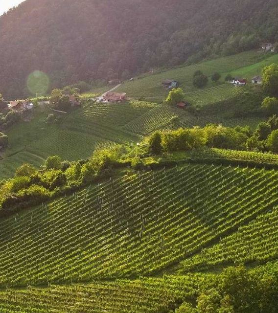 Most Famous and beautiful Croatian Wine Roads | EUAGENT