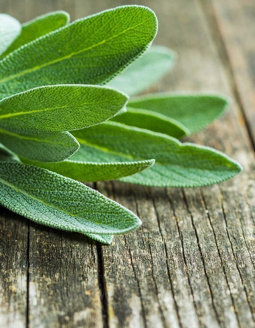 Sage