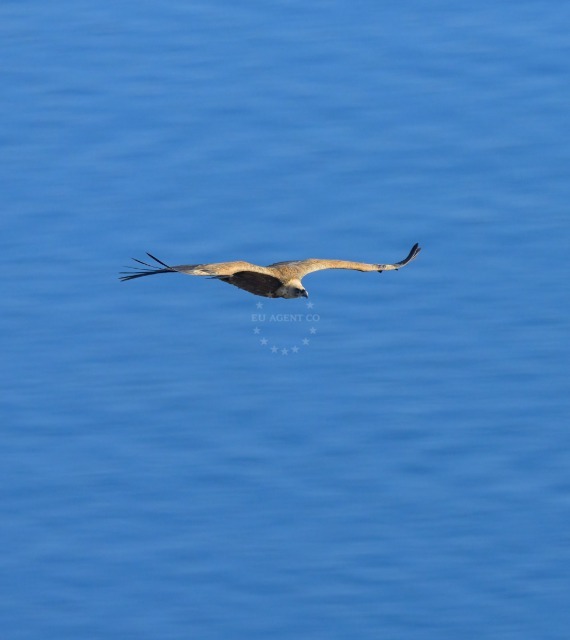 Eurasian griffon vulture