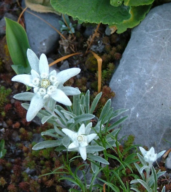 Edelweiss