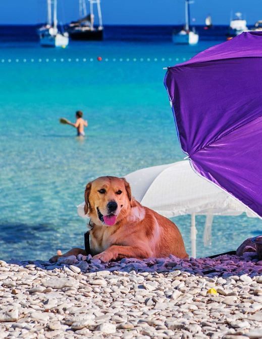 Information for traveling with pets in Croatia | EUAGENT