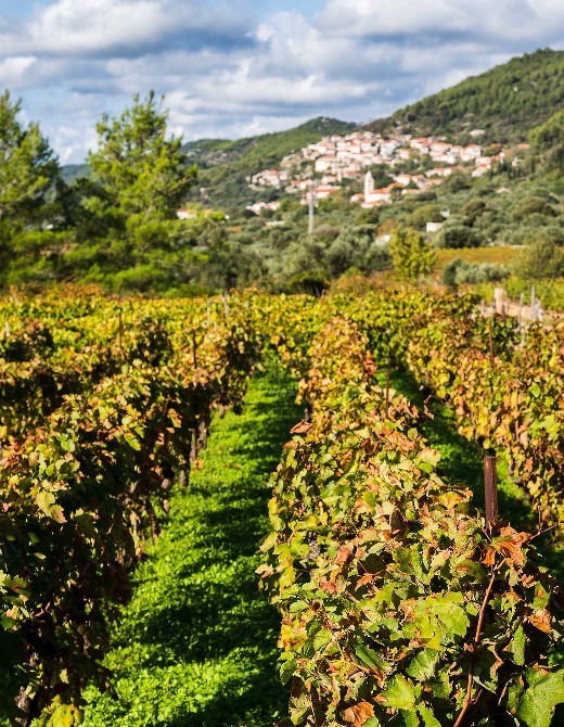 Top Quality Pošip Wine - Wild Vines | EUAGENT