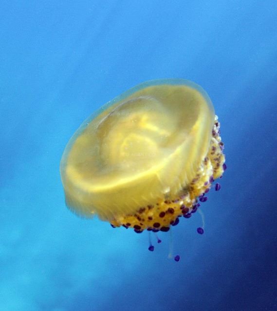 Jellyfish