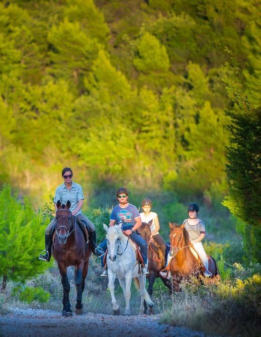 EUAGENT | Kojan Koral | EUAGENT