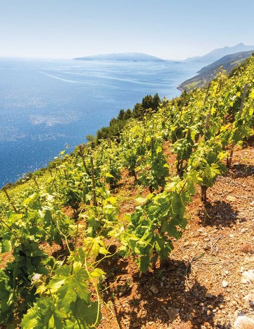 Croatian Wines and Vineyards with Long History | EUAGENT