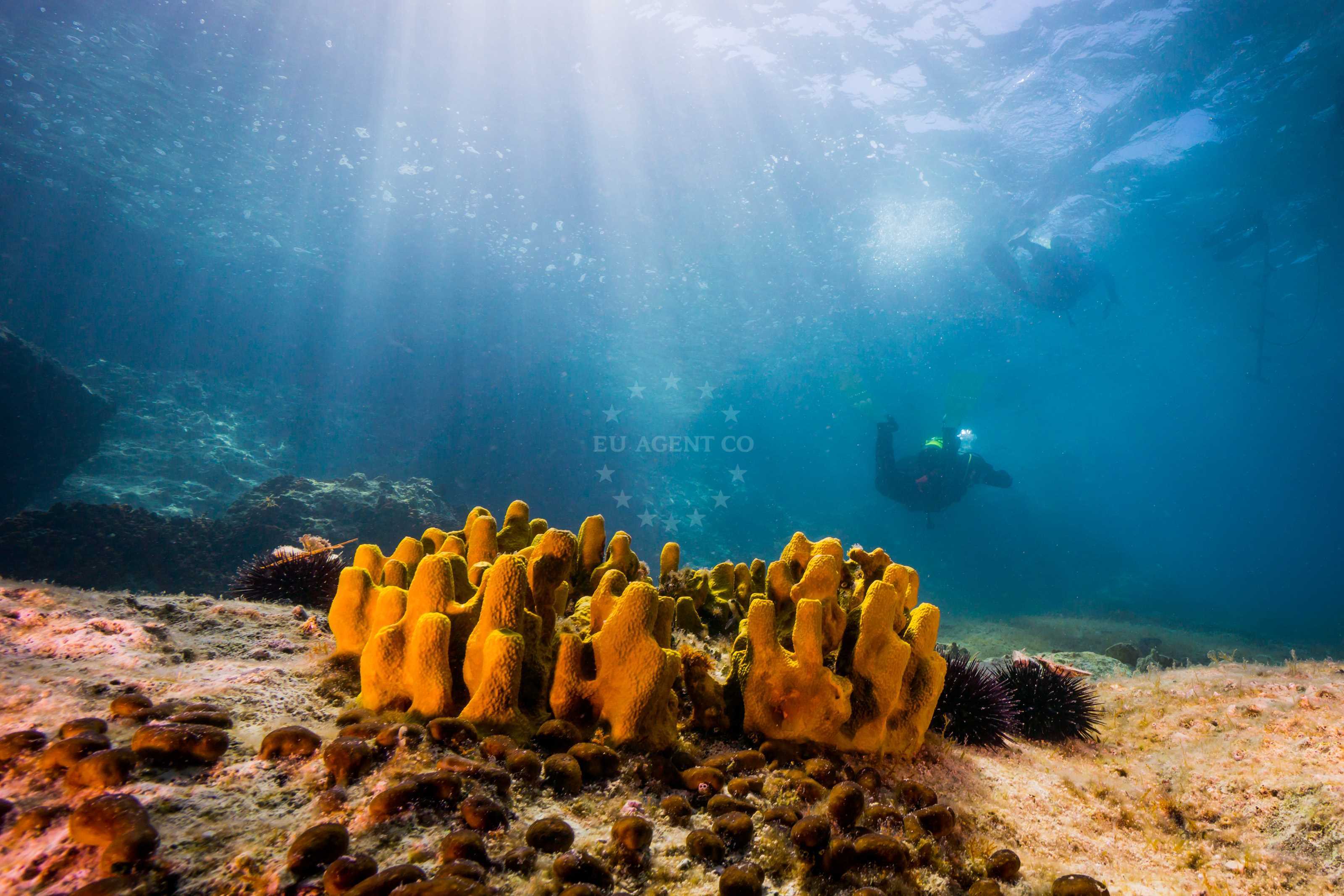 Diving, Adriatic Sea